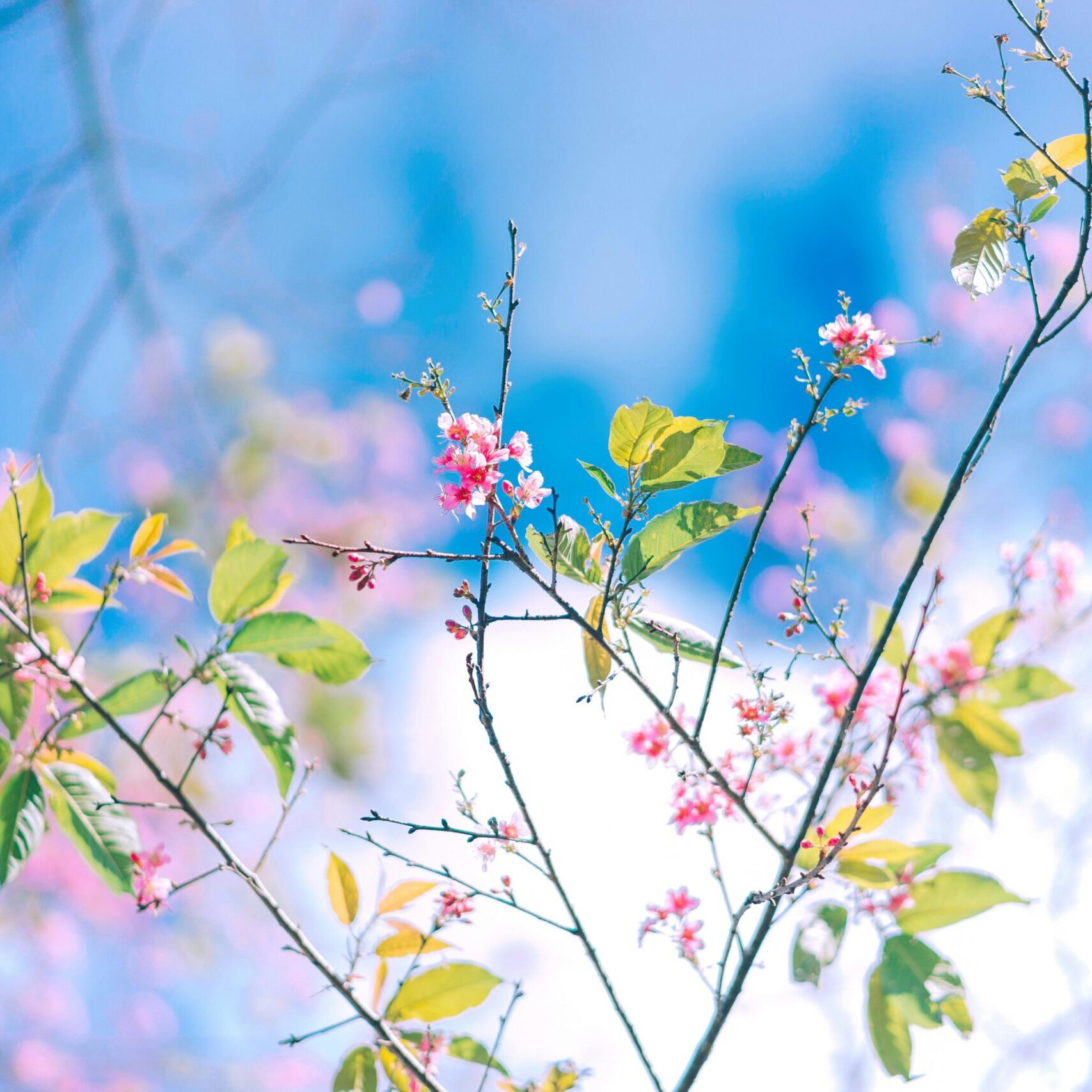 pexels-trungnguyenphotog-1767428 pexels-trungnguyenphotog-1767428
